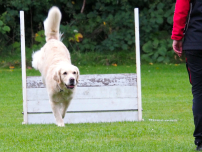 Lydighedstræning Rallytræning Hvalpetræning Unghundetræning ÅRHUS HUNDEFØRERFORENING Hundetræning Århus  hvalpetræning Århus  Lydighedstræning Aarhus  Unghundetræning Aarhus  LP Aarhus  LP træning Aarhus  LP klasse 1 Aarhus LP klasse 2 Aarhus Rally træning Aarhus Rally O træning Aarhus